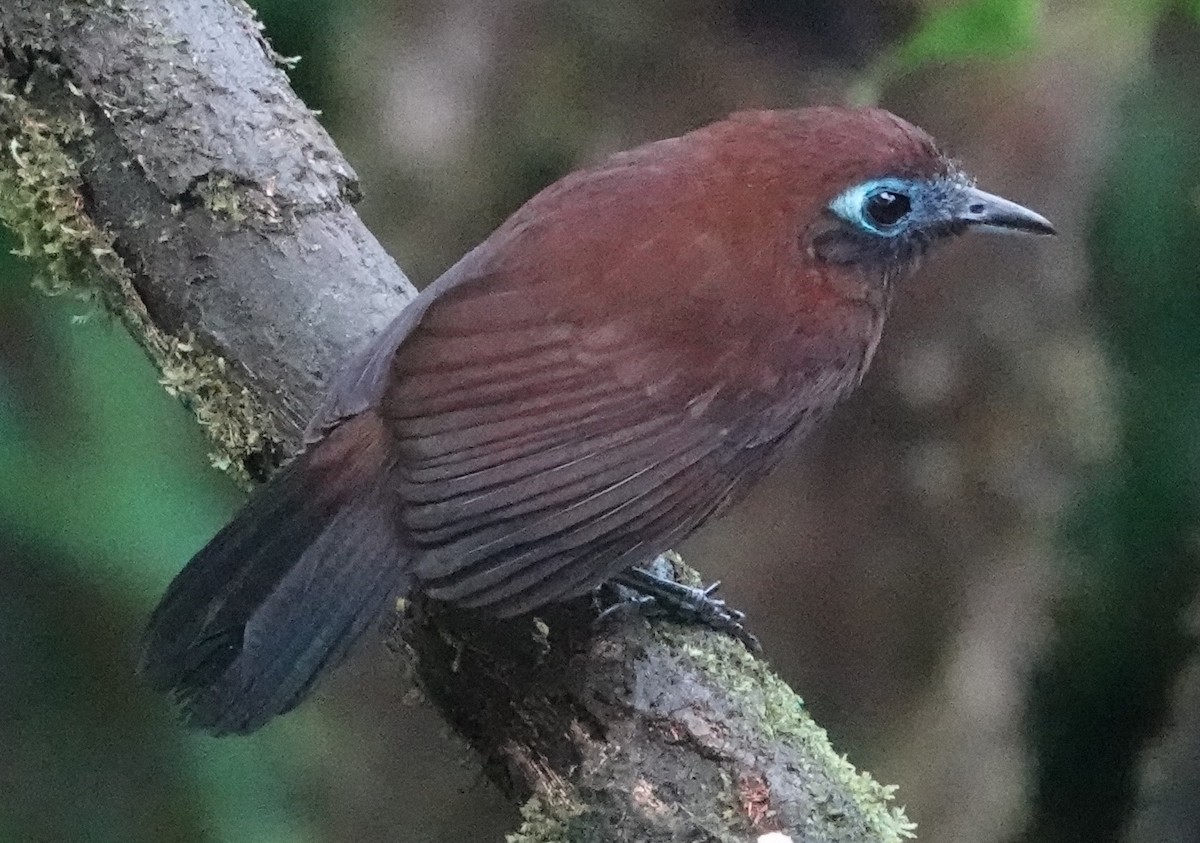 Zeledon's Antbird - ML644726971