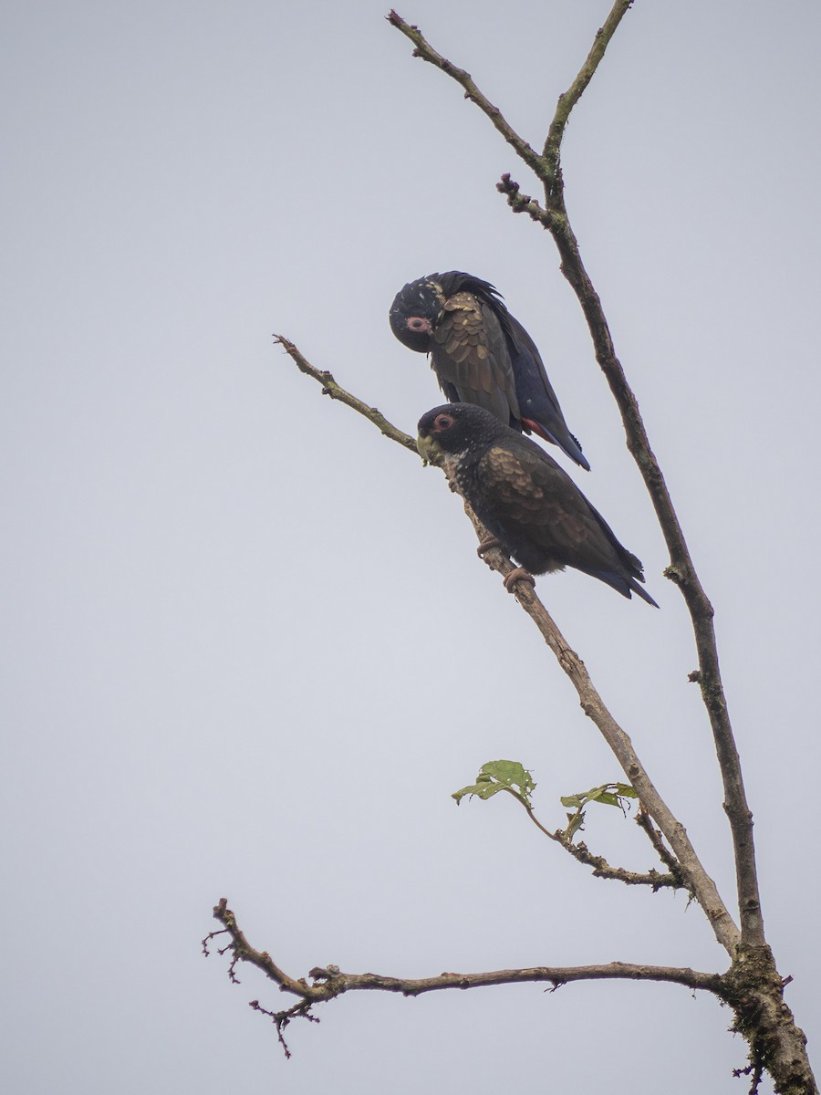Bronze-winged Parrot - ML644726998