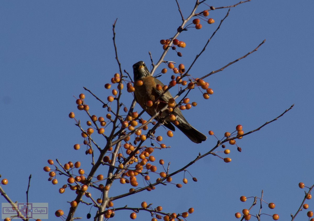 American Robin - ML644727011