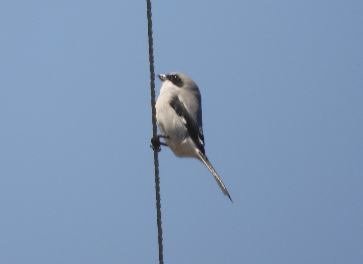 Loggerhead Shrike - ML644727017