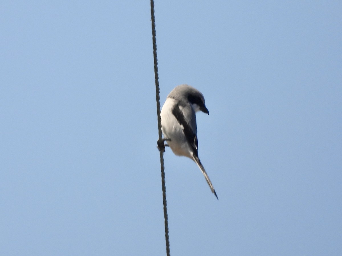 Loggerhead Shrike - ML644727018
