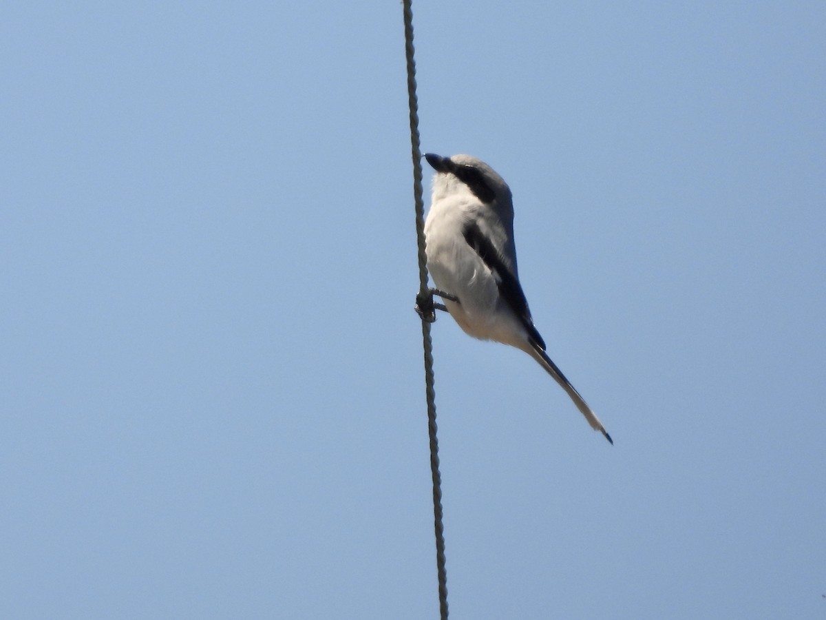 Loggerhead Shrike - ML644727019