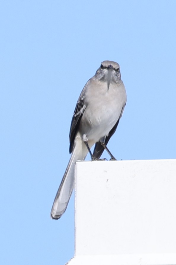 Kuzeyli Taklitçi - ML644727022