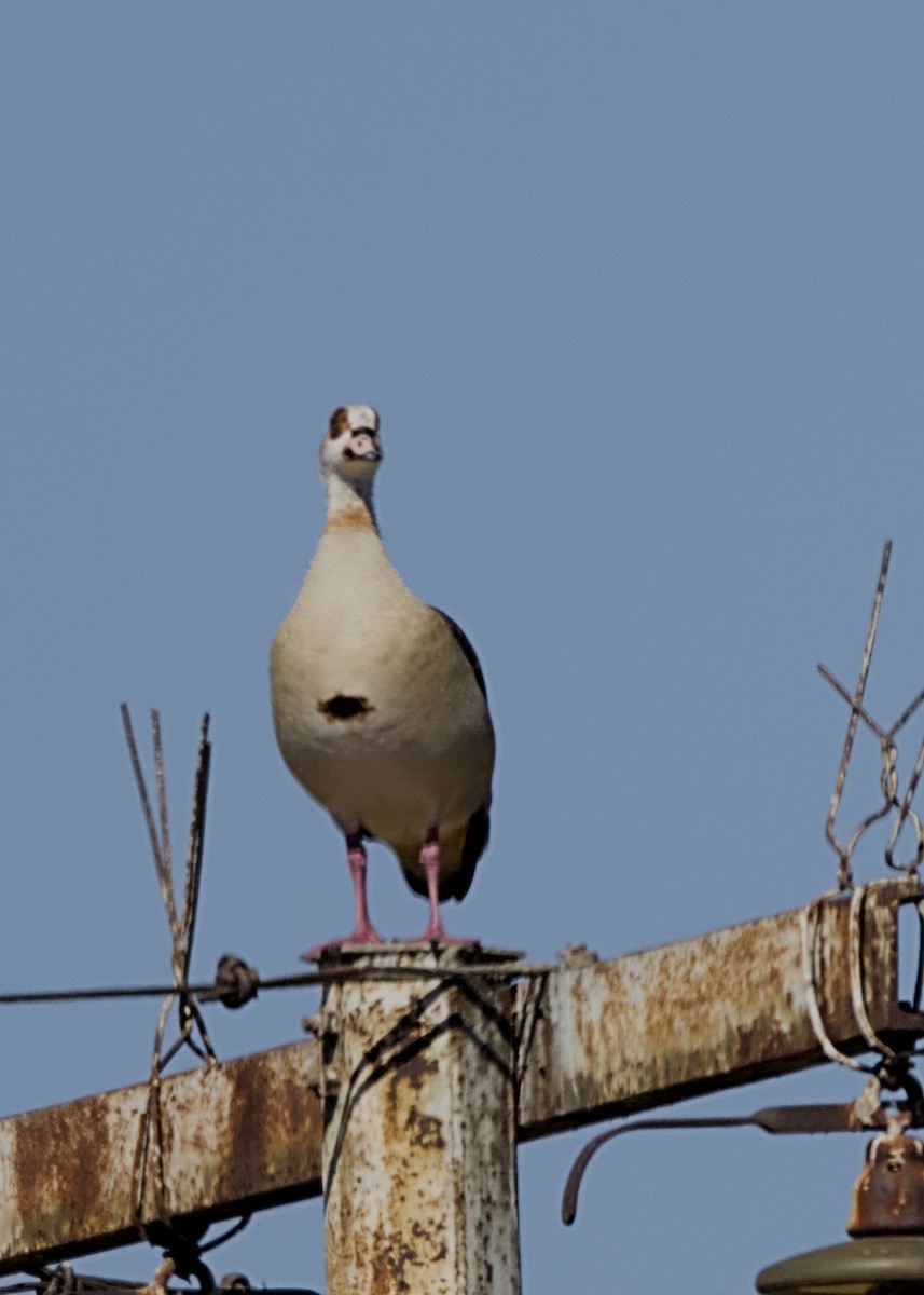 Egyptian Goose - ML644727025