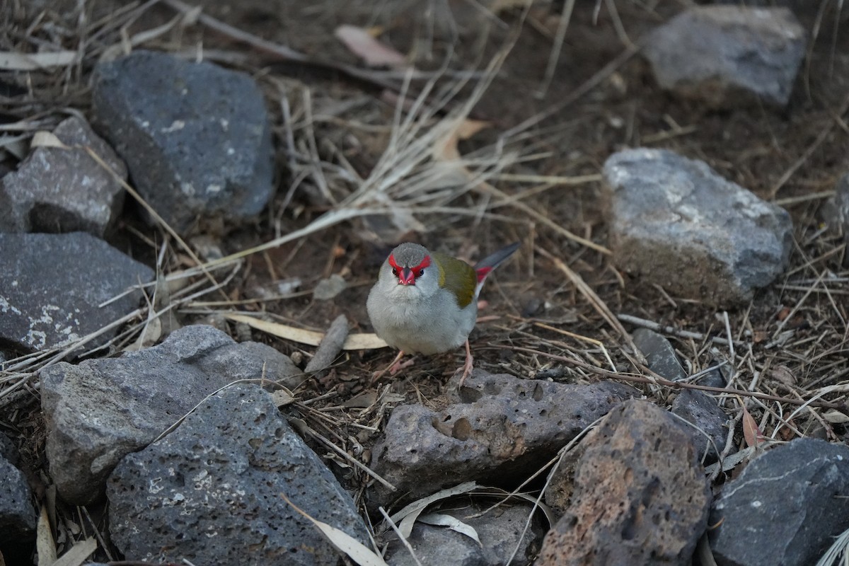 Red-browed Firetail - ML644727030