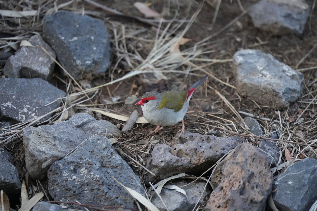 Red-browed Firetail - ML644727031