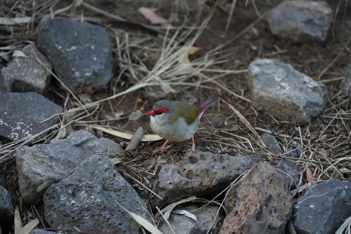 Red-browed Firetail - ML644727033