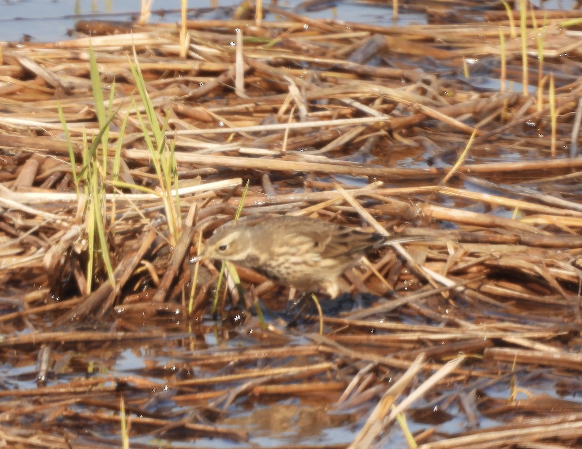 Txirta amerikarra - ML644727034