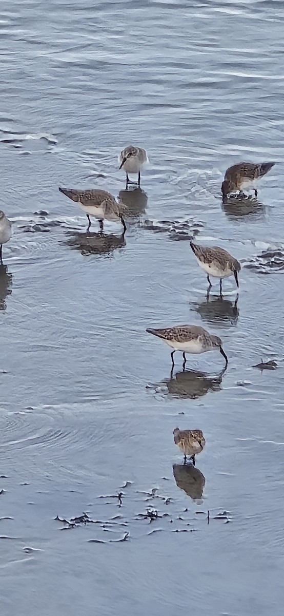 Alaska Kumkuşu - ML644727036