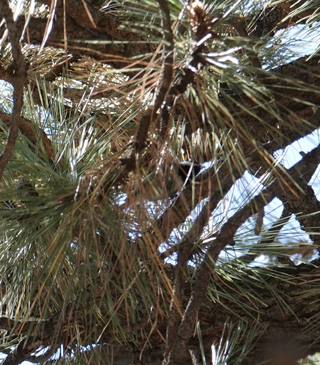 Mexican Chickadee - ML644727038