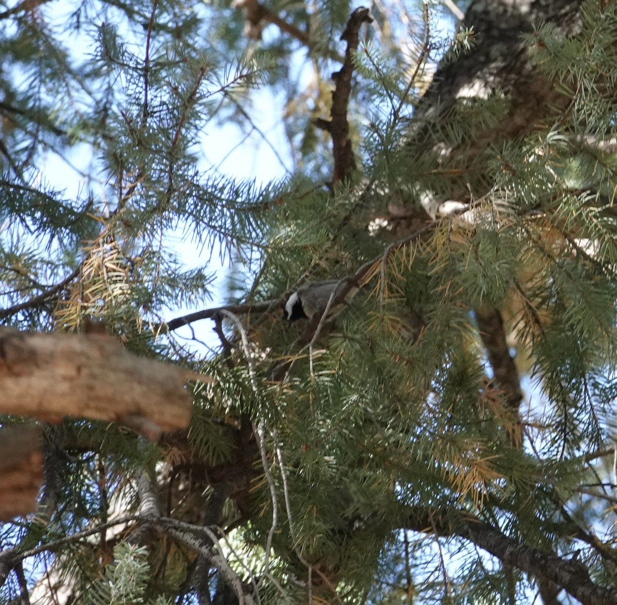 Mexican Chickadee - ML644727039