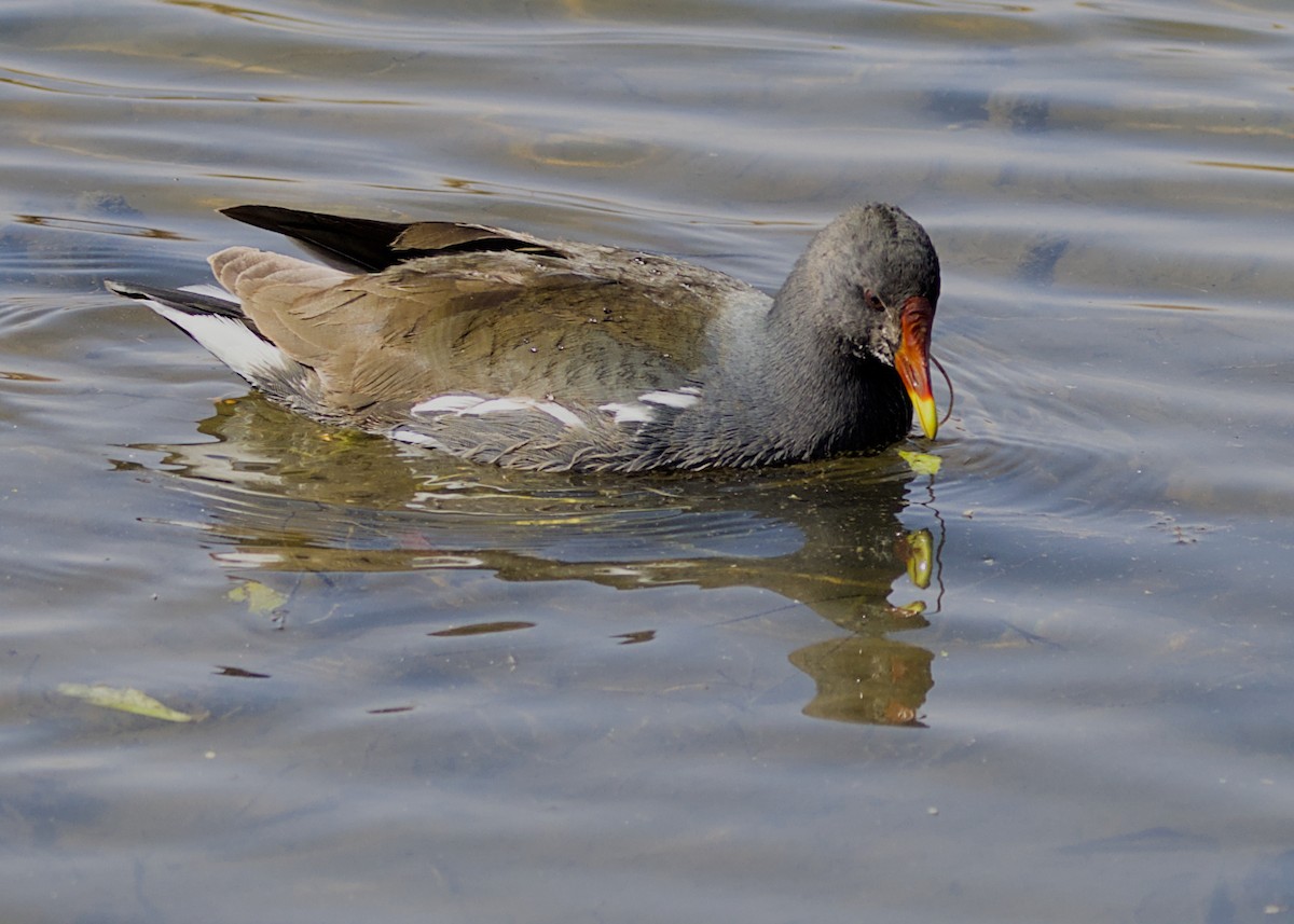 Gallinule poule-d'eau - ML644727040