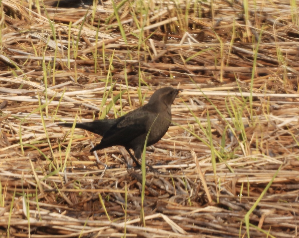 Brewer's Blackbird - ML644727044