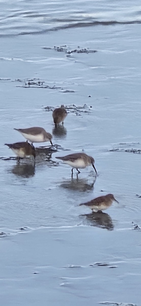 Alaska Kumkuşu - ML644727050