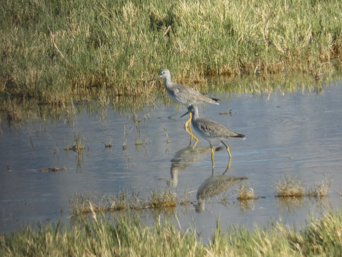Коловодник строкатий - ML644727077
