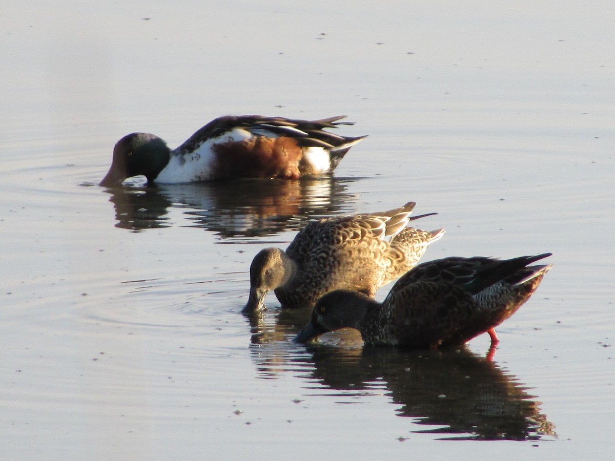 Mestolone - ML644727089