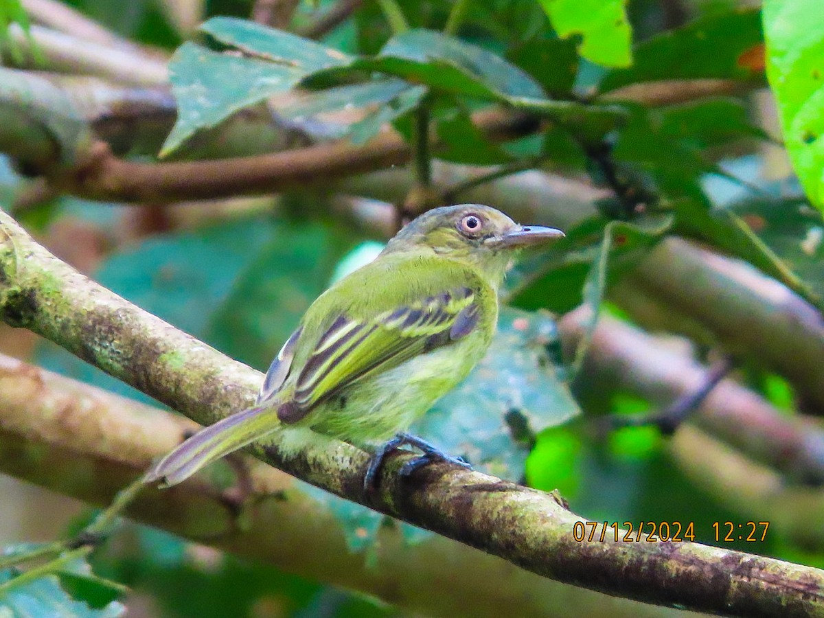 Orange-eyed Flatbill - ML644727119