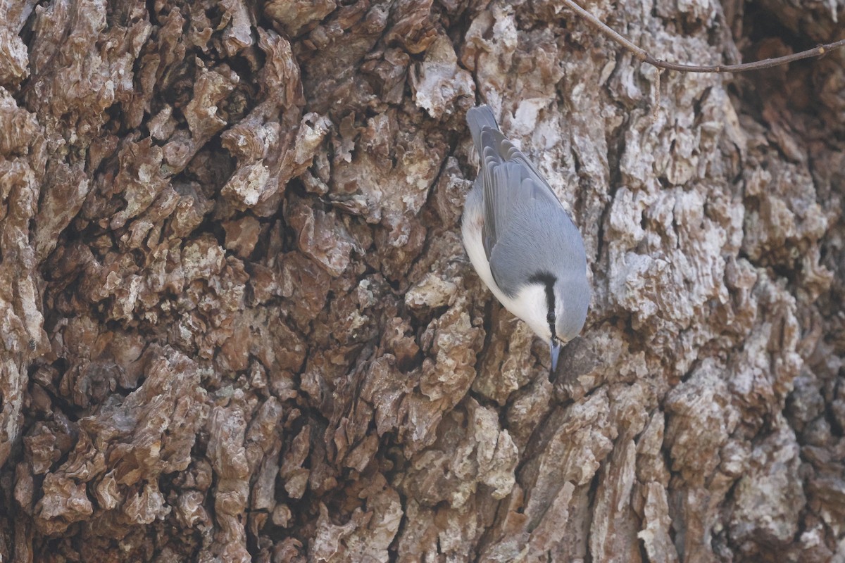 Eurasian Nuthatch - ML644727127