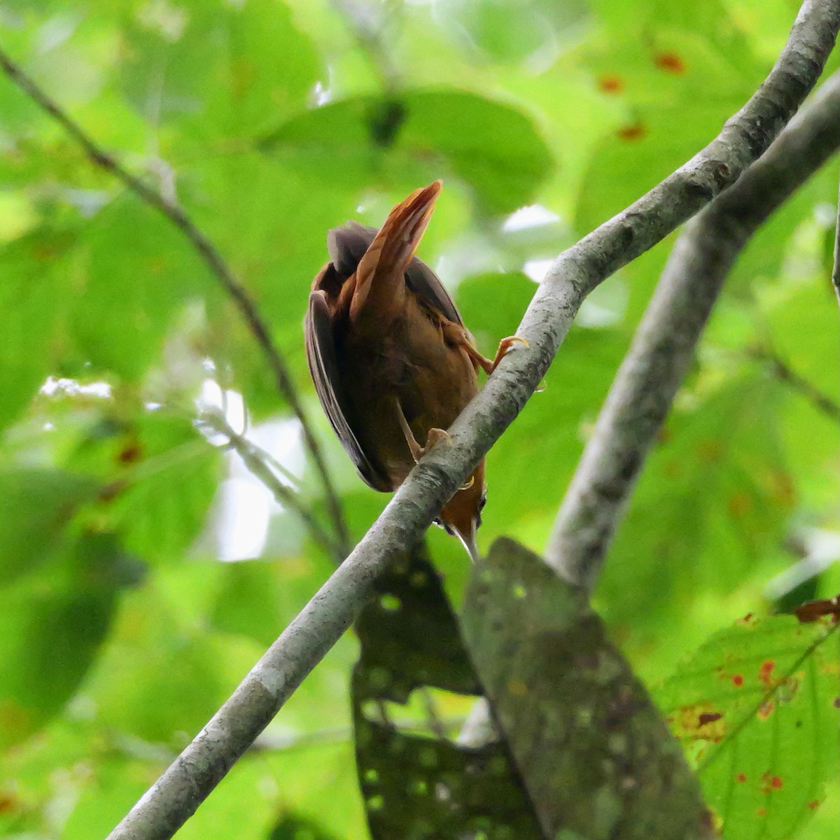 Plain-winged Woodcreeper (Plain-winged) - ML644727130