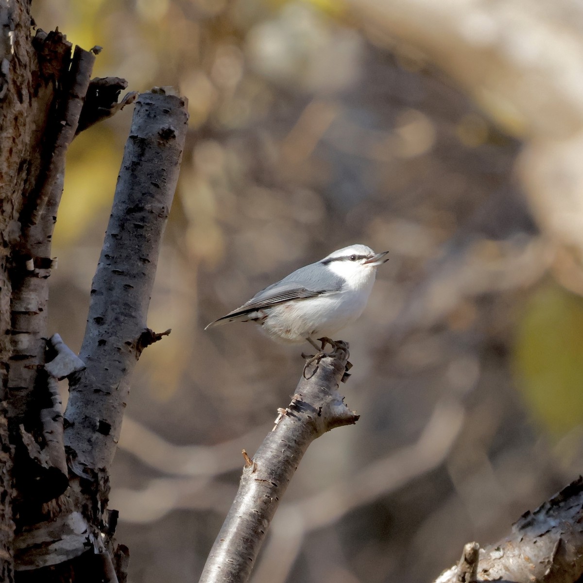 Eurasian Nuthatch - ML644727134