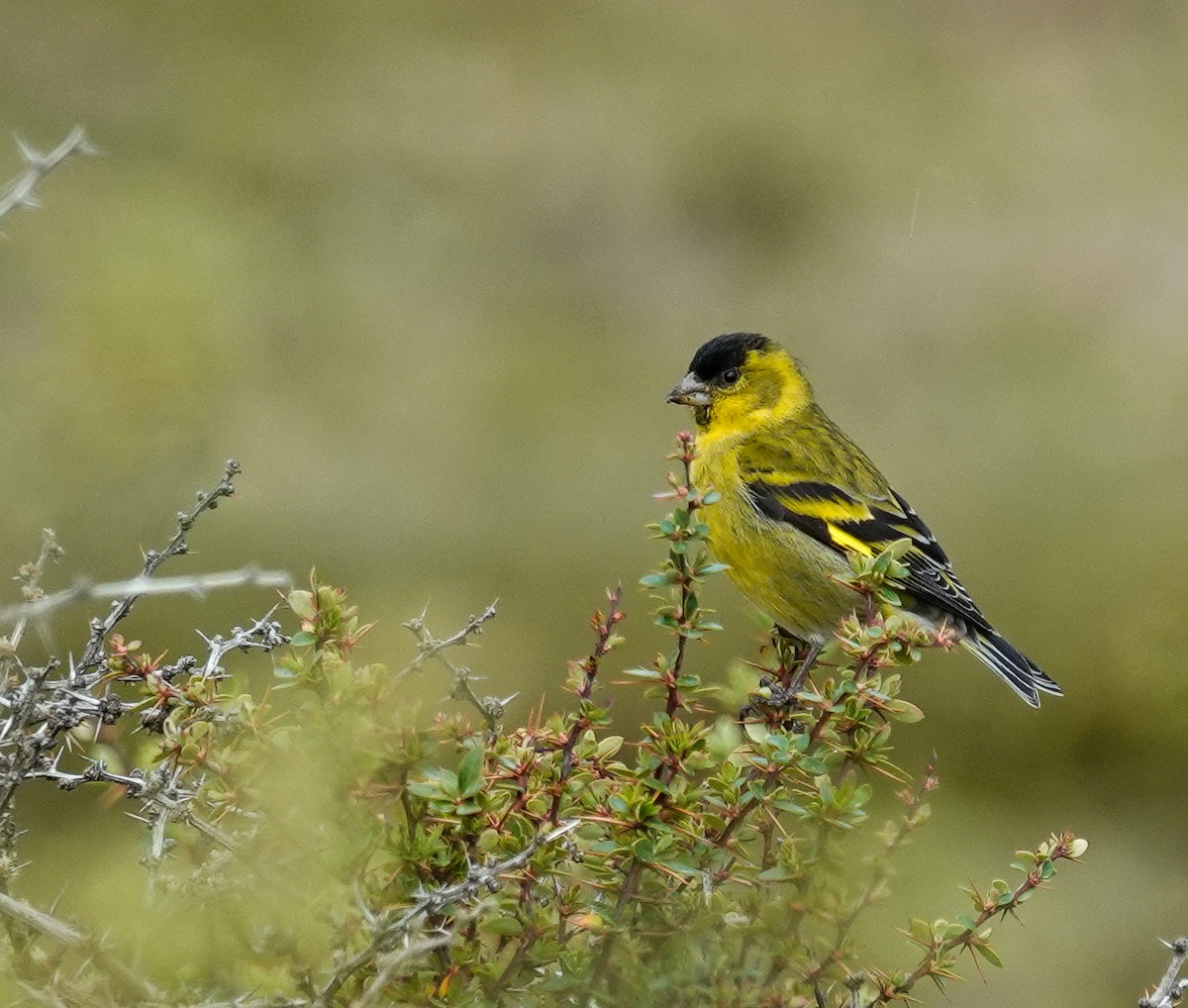 čížek vousatý - ML644727139