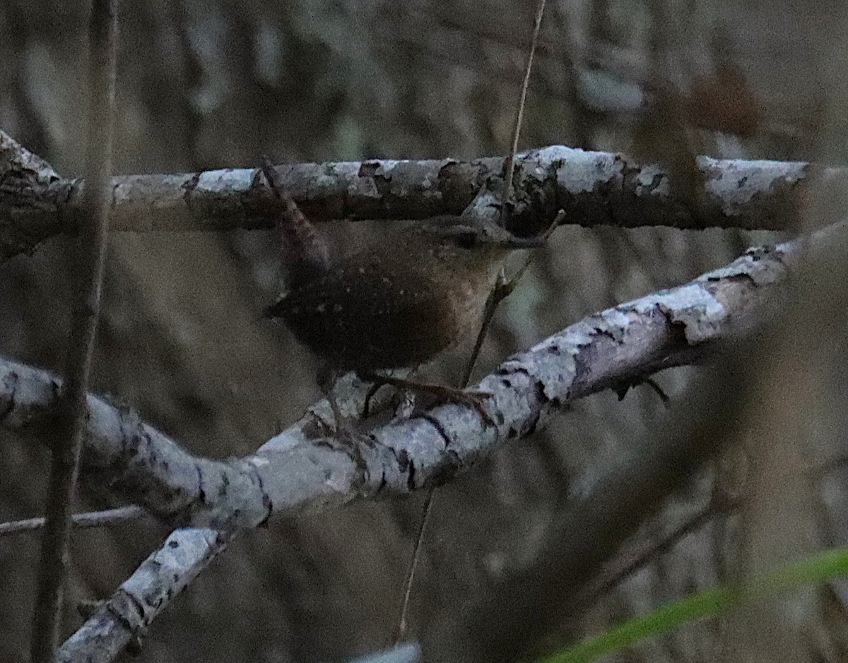 フユミソサザイ - ML644727159