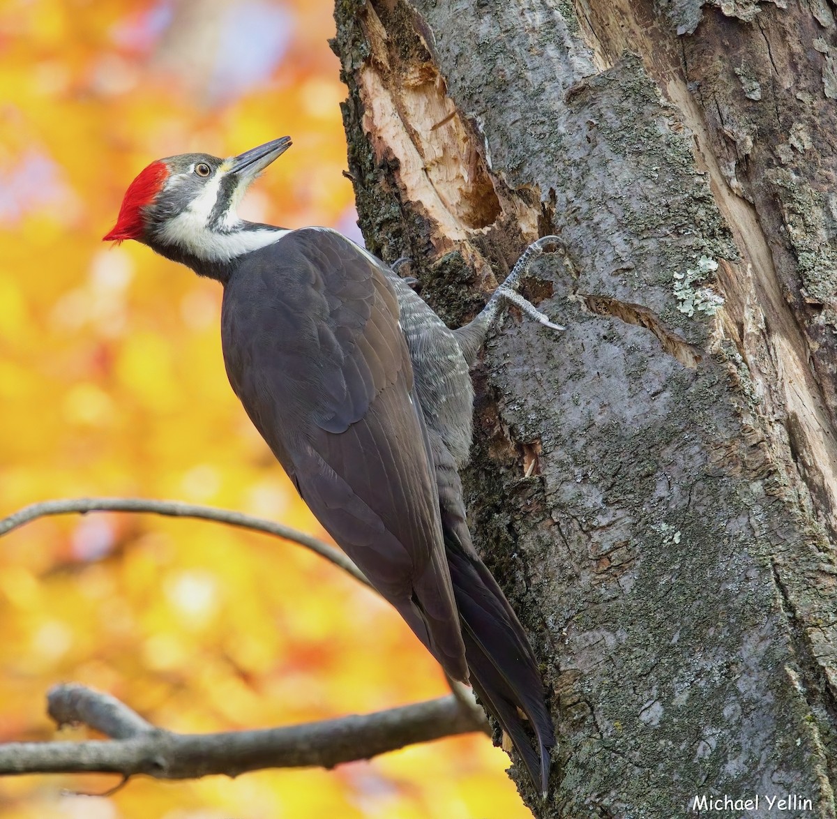 Pileated Woodpecker - ML644727161