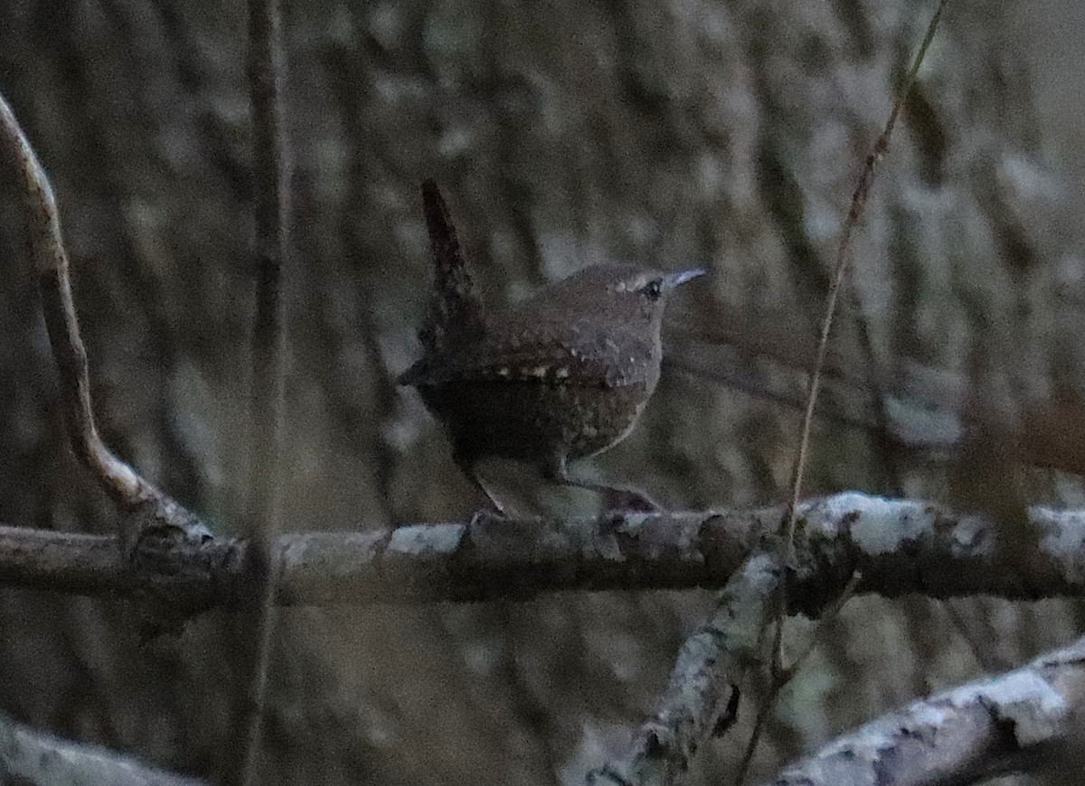 フユミソサザイ - ML644727162