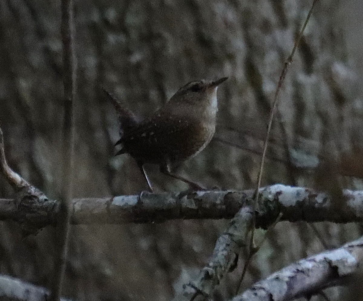 フユミソサザイ - ML644727175