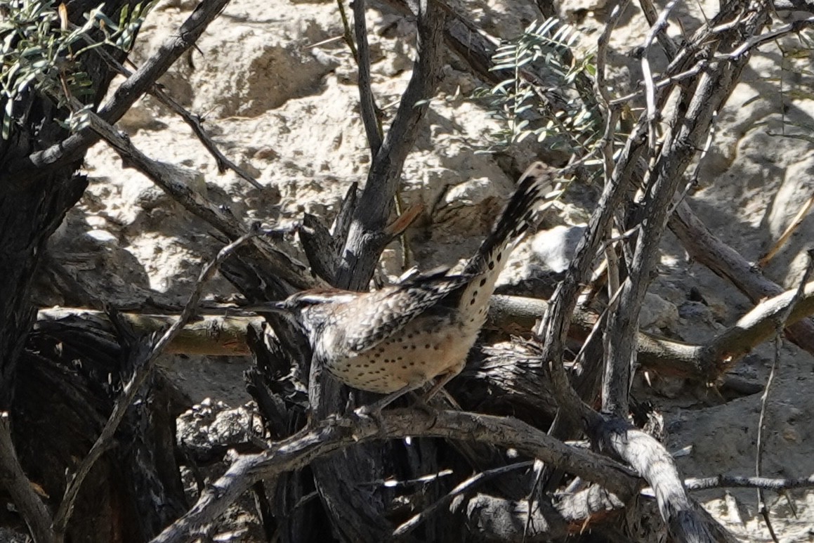 Cactus Wren - ML644727179