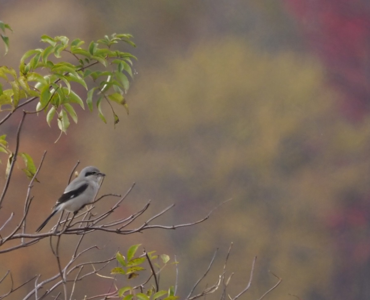 Taigaraubwürger - ML644727185