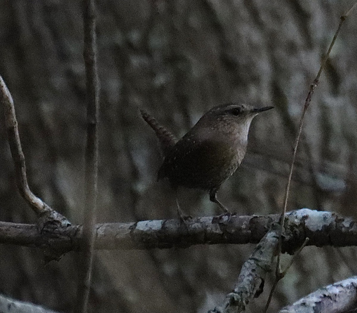 フユミソサザイ - ML644727186