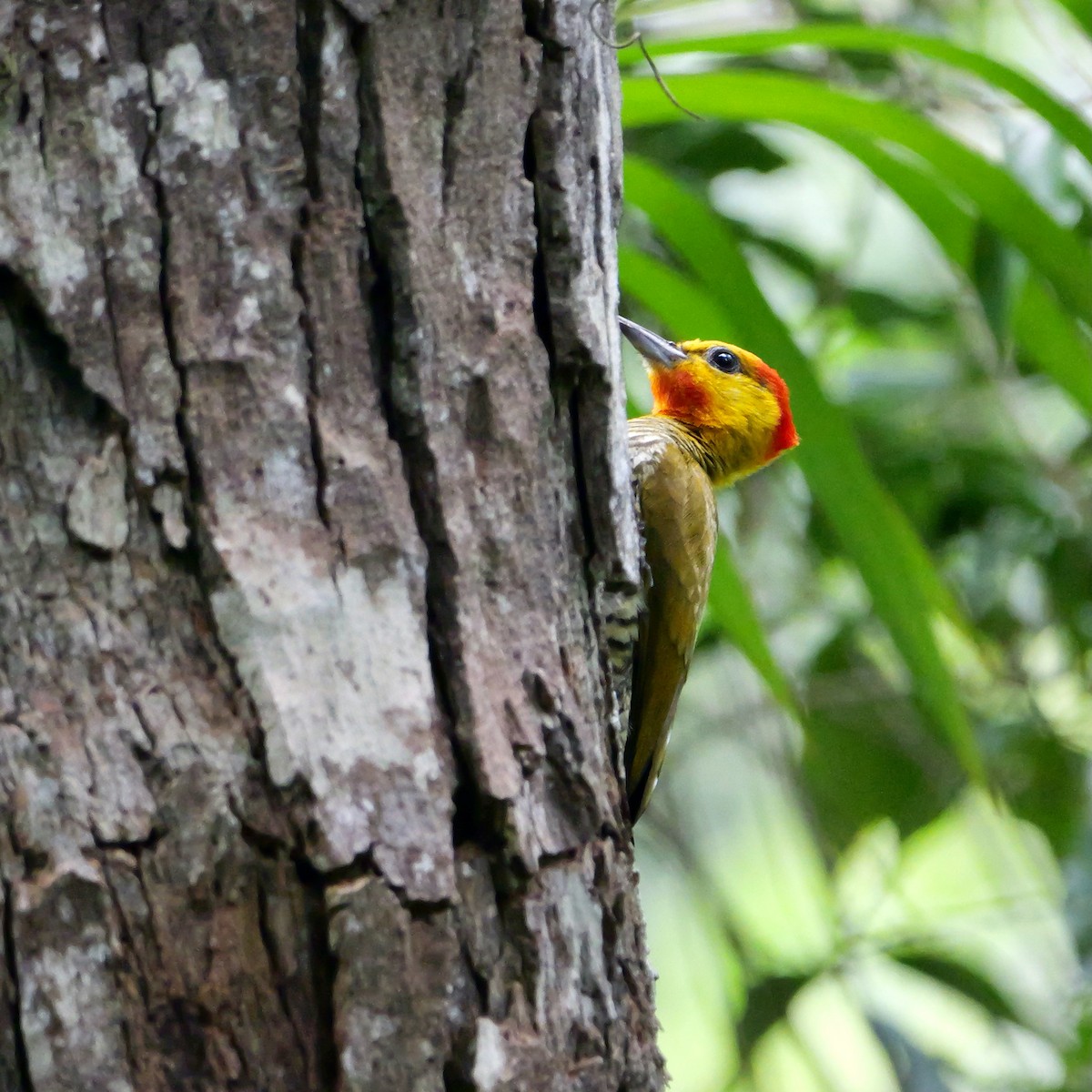 Yellow-throated Woodpecker - ML644727190