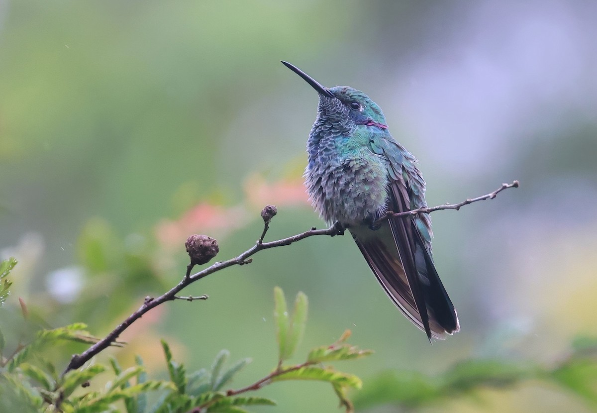 White-vented Violetear - ML644727205
