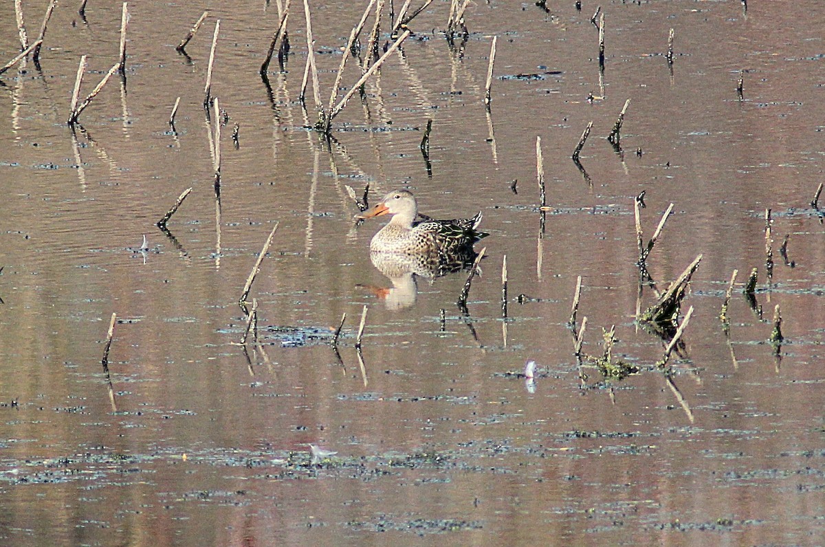 Mestolone - ML644727231