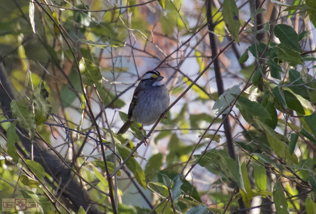 hvitstrupespurv - ML644727234