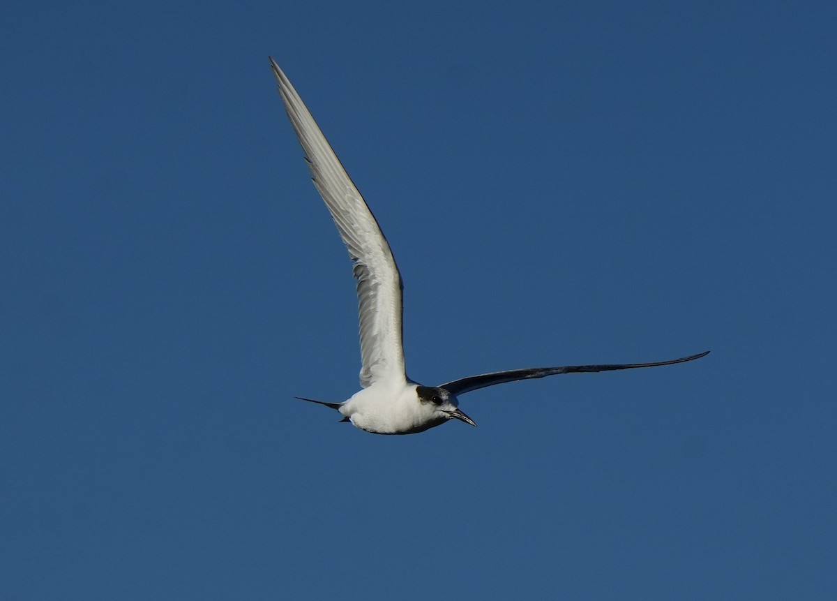 燕鷗 - ML644727241