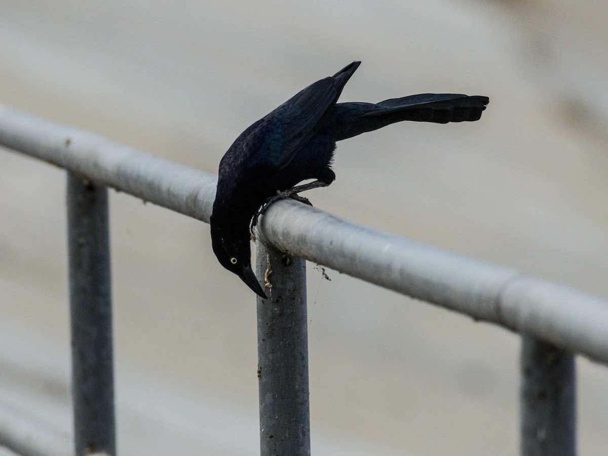 Great-tailed Grackle - ML644727252