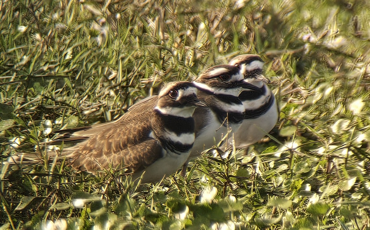 Keilschwanz-Regenpfeifer - ML644727256