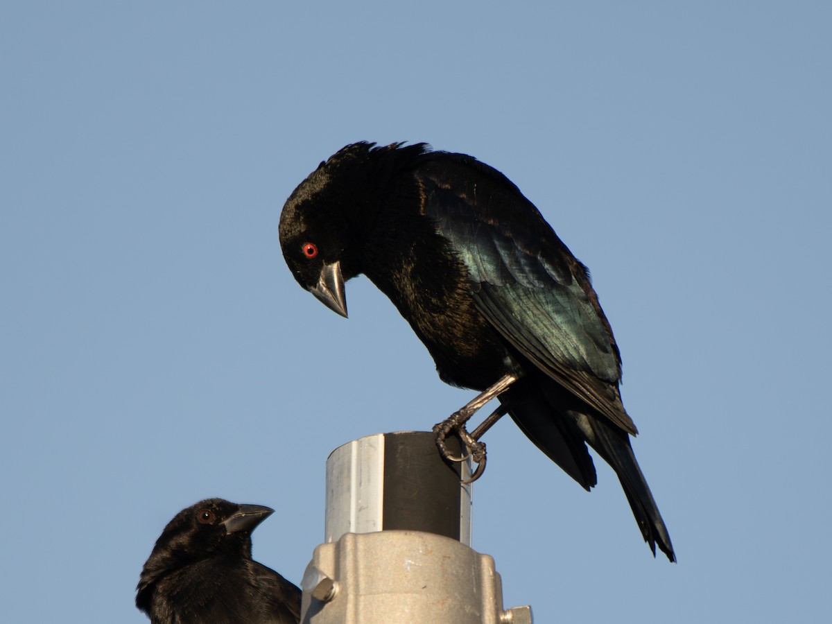 Красноглазый трупиал - ML644727260