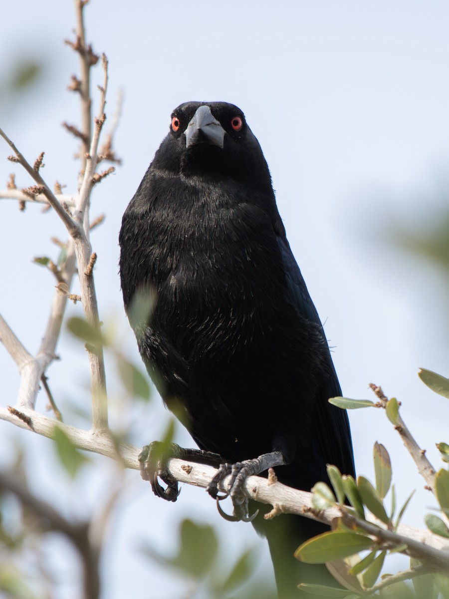 Красноглазый трупиал - ML644727261