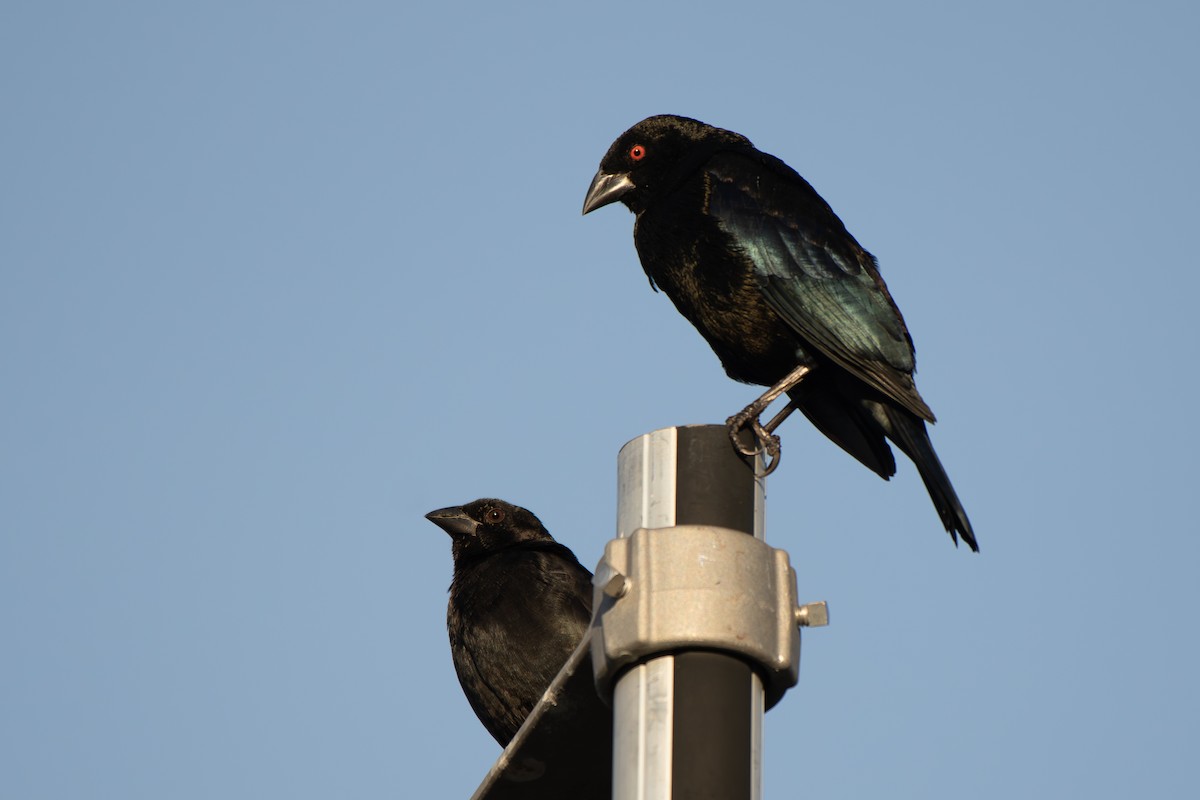 Красноглазый трупиал - ML644727262