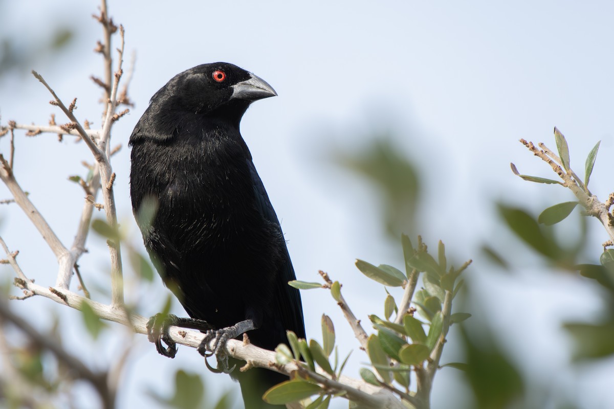 Красноглазый трупиал - ML644727263