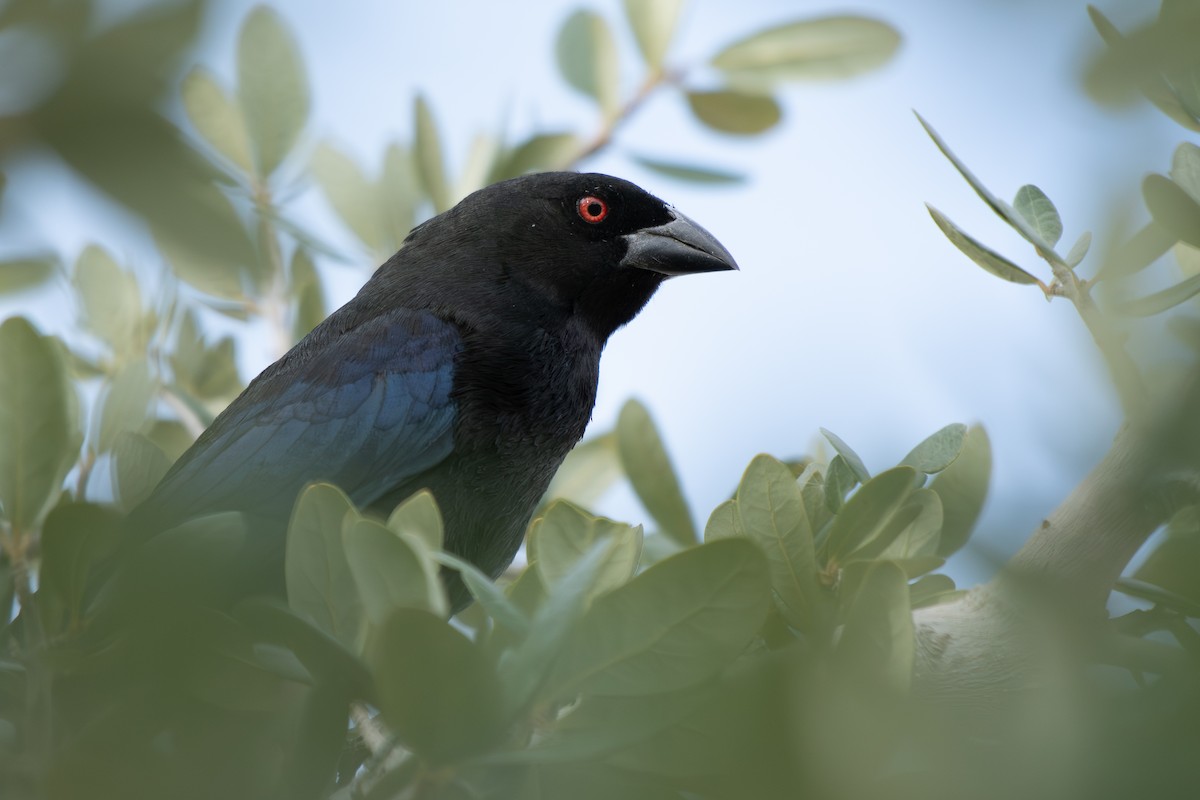 Красноглазый трупиал - ML644727264