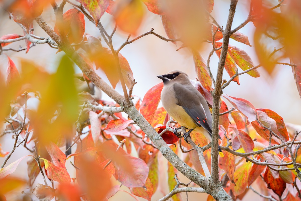 Cedar Waxwing - ML644727308