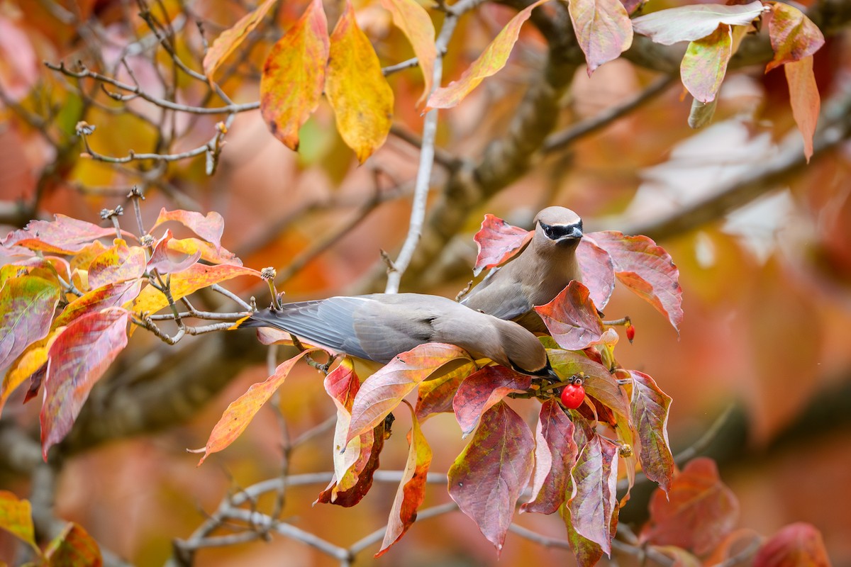 Cedar Waxwing - ML644727309
