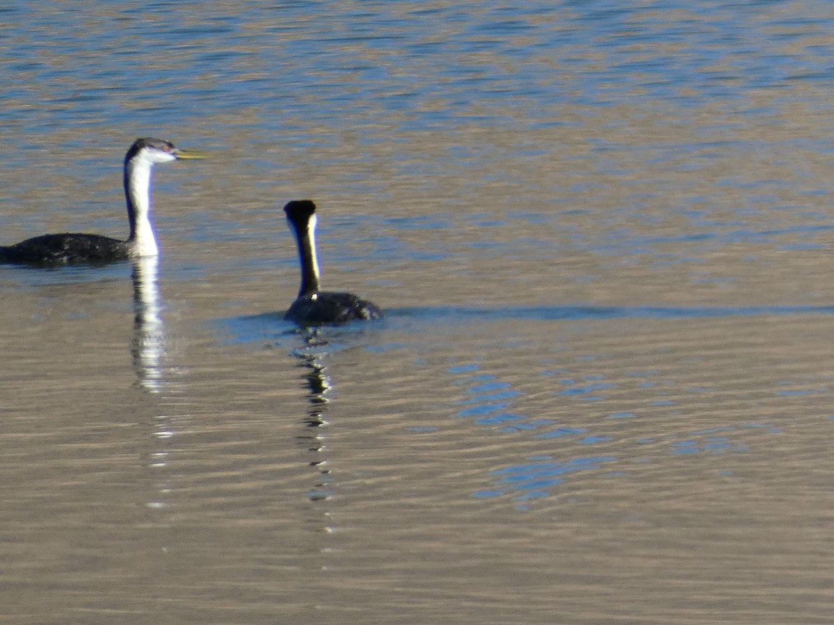 Western Grebe - ML644727312
