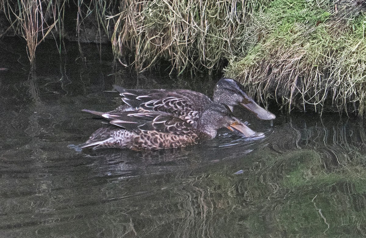 Mestolone - ML644727371