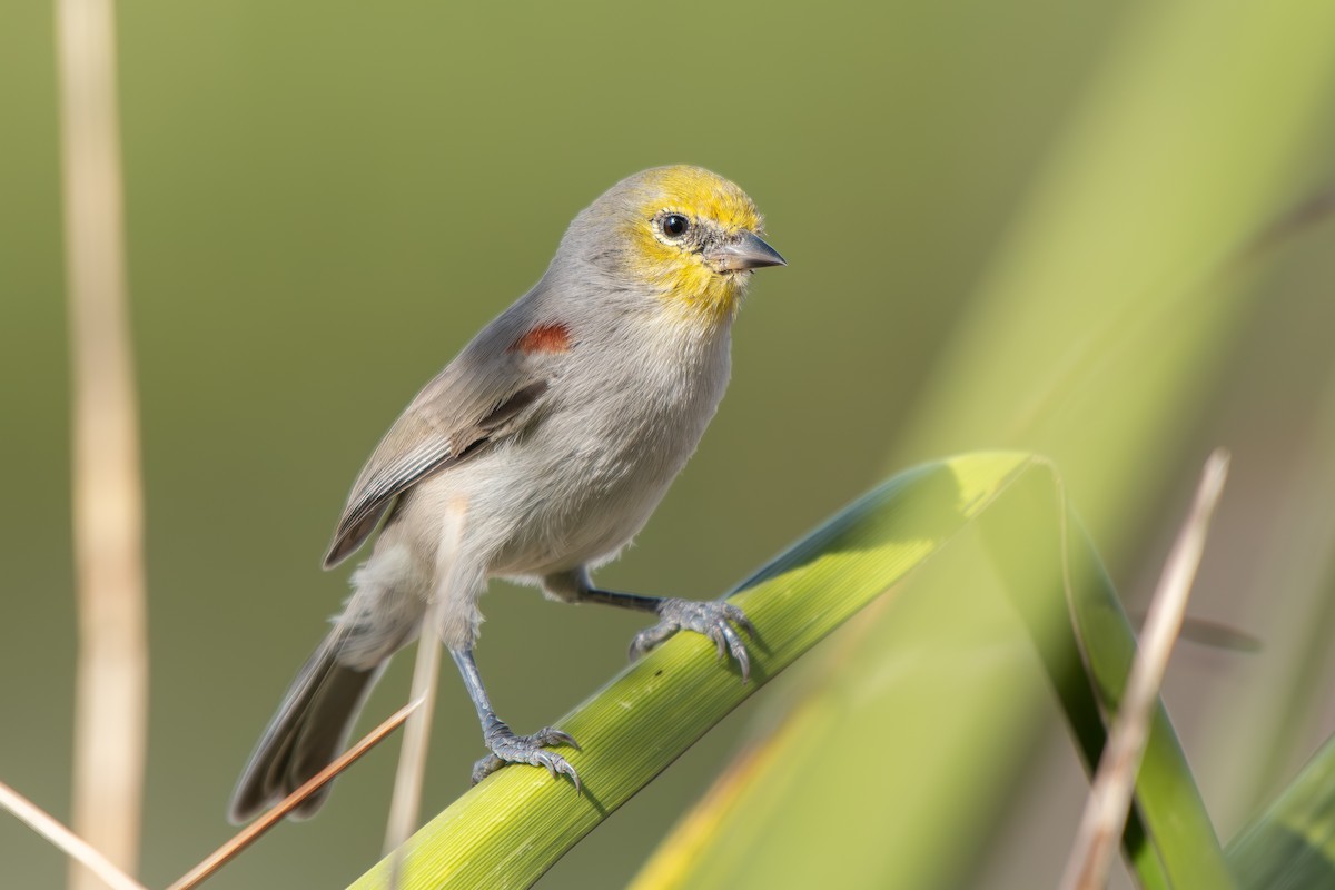 Verdin - ML644727379