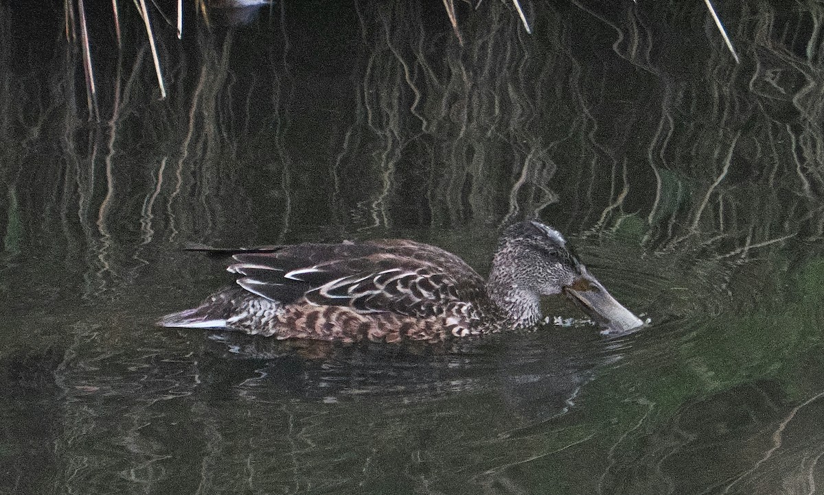 Mestolone - ML644727386